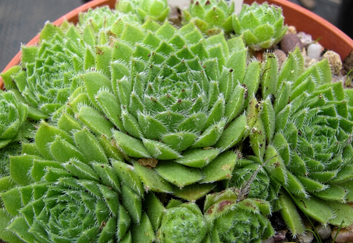 Sempervivum 'Hey Hey'